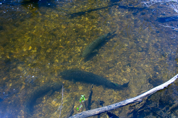Lake sturgeon, found in rivers throughout the state, are an ecologically and culturally important species in Michigan.