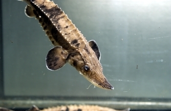 A juvenile lake sturgeon raised in the Black River Sturgeon Hatchery.