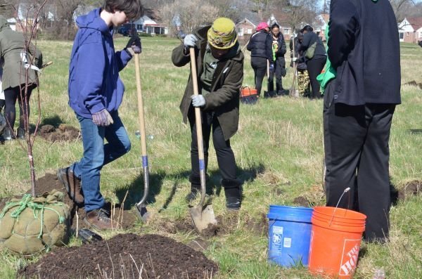 Three volunteers digging a hole to plant a balled and burlap tree