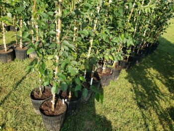 A collection of trees from a tree giveaway in Detroit