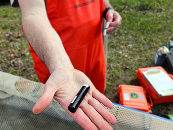 An acoustic transmitter tag that was used in the Lake Macatawa muskellunge research.
