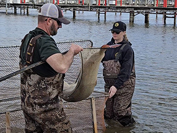 DNR fisheries biologists captured and implanted acoustic tags in 20 muskie from Lake Macatawa.