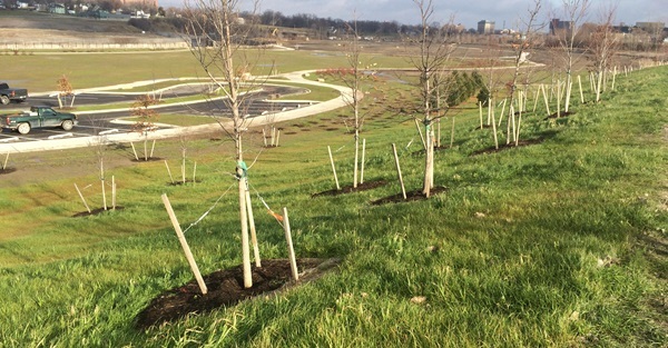 rows of planted, staked, young trees line the rising landscape surrounding a parking area at Chevy Commons