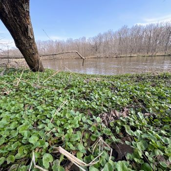 A carpet of lesser celandine plants on a riverbank near downed trees.