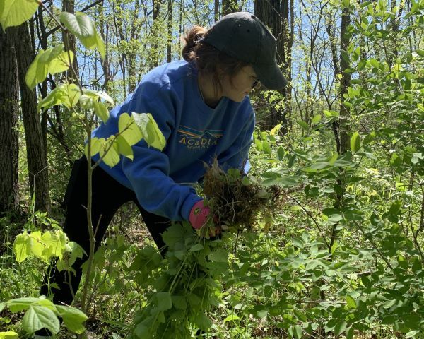 Volunteer pulling garlic mustard