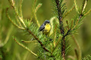 a blue-gray-winged, yellow-breasted Kirtland's warbler perched in a young, lush-green Jack pine tree