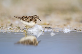 a puffy, tan, white and black least sandpiper with a long, narrow, black beak stands in shallow marsh water, its image reflected 