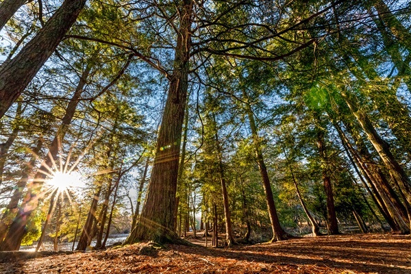 Sunlight streams through the trees, with greenery just starting to show against the blue sky, at Ludington State Park