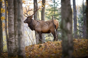 A sturdy bull elk stands on a leaf-covered rise in the Michigan forest
