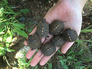 several baby turtles in someone's hand