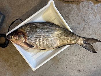 The new state-record gizzard shad weighed 4.45 pounds and measured 20.3 inches long.