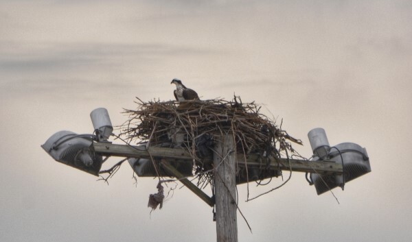 Osprey nesting on light tower observed by Julia Bergenham and Robert Davis