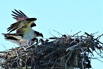 Osprey nesting pair with babies observed by Larry Burdick