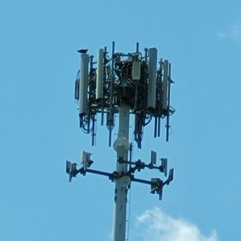 Osprey perched on cell tower nest site observed by Danielle Durham