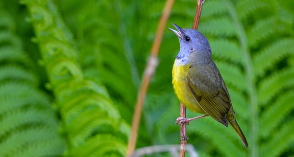 A mourning warbler, with a bright blue head, yellow breast and gray-black wings, perches on a thin branch