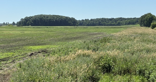 Dense, green grass and reeds border a low-lying grassy area, with mature forest in background, at a Lenawee County wetlands restoration