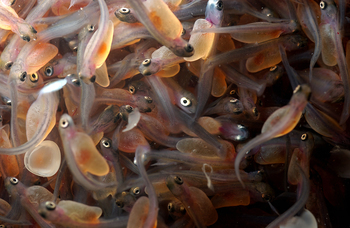 Steelhead fry