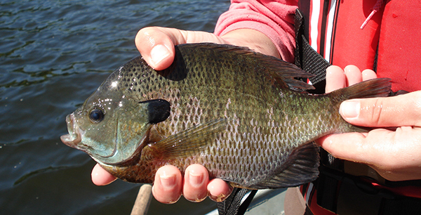 An angler holding a fish.