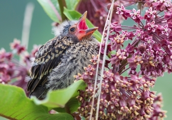 fledgling red wing blackbird