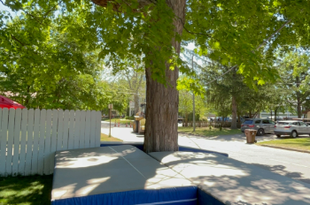 Bear in Mt. Pleasant