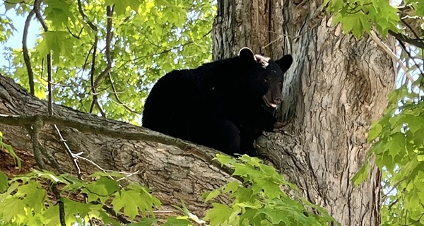 a black bear hangs out in a tree in Mt. Pleasant