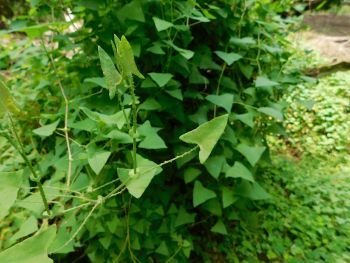 A mile-a-minute weed vine, showing arrow-shaped leaves, recurved thorns and a circular leaf to shield fruit.