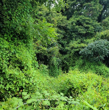 Mile-a-minute weed vines cover trees and shrubs at a site in Calhoun County, Michigan.