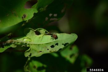 A biocontrol weevil on the underside of a mile-a-minute weed leaf that has holes in it from beetle feeding.