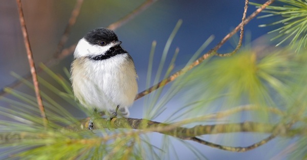 a fluffy black-capped chickadee, with a white body and black cap on the head and shoulders perches in a tree