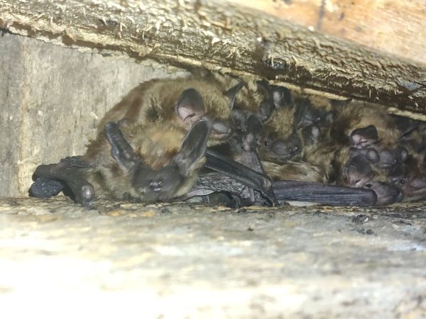 bat roost