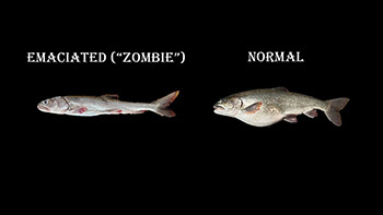 An emaciated “zombie” siscowet lake trout captured near the deepest point of Lake Superior compared to a typical siscowet.