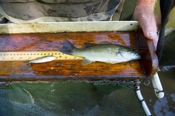 A Department of Natural Resources fisheries biologist measures fish captured during a survey.