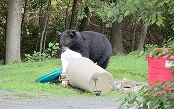 Black bear safety reminders when camping and enjoying the outdoors
