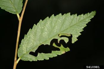 Young elm zigzag sawfly larvae create distinctive, meandering “zigzag” patterns starting at the leaf edges as they feed.