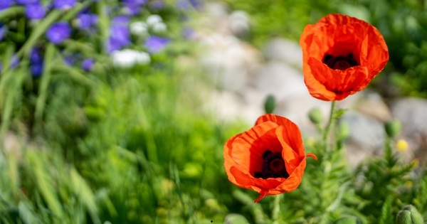 bright orange and purple flowers pop against lush green grass