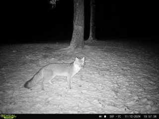 Gray fox night time 