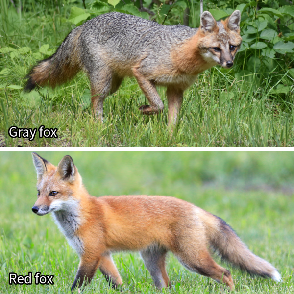 Gray fox vs red fox