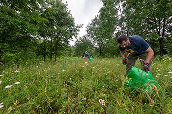 stewardship volunteer in grassy field collects invasive plants in trash bag