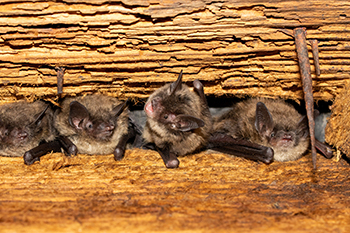 group of little brown bats in crevice in log (USFWS photo)