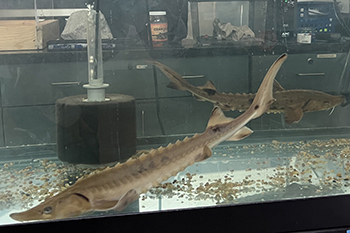 lake sturgeon in tank at Outdoor Adventure Center