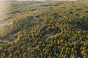 Aerial view of jack pines planted with openings for Kirtland's Warbler habitat