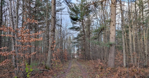 A forested, 40-acre property with frontage on Hayes Tower Road, near Gaylord