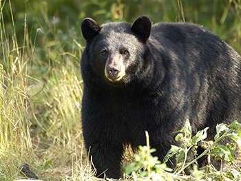 black bear standing in brush