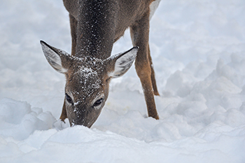 A white-tailed deer in winter in the Upper Peninsula.