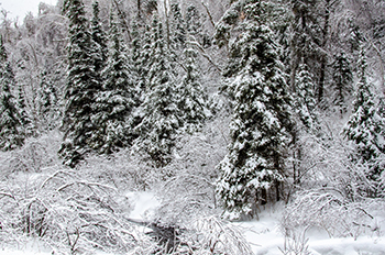 A wintry forest scene in the Upper Peninsula is shown.