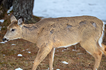 A white-tailed deer is shown in springtime after a long winter.