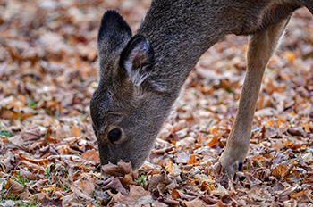 A white-tailed deer is shown looking for food on an autumn day in the Upper Peninsula.