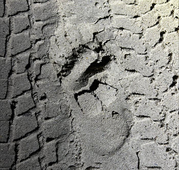 footprint in sand with tire tracks