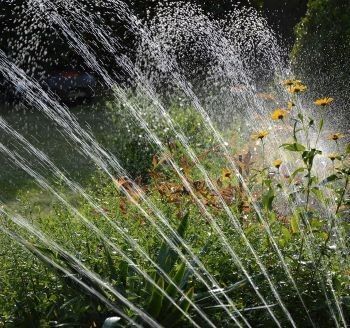 A sprinkler with a fan-shaped water plume irrigates a yard including yellow flowers. 