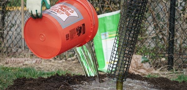 Workers use a five-gallon bucket to water trees on the streets of a Detroit neighborhood. 